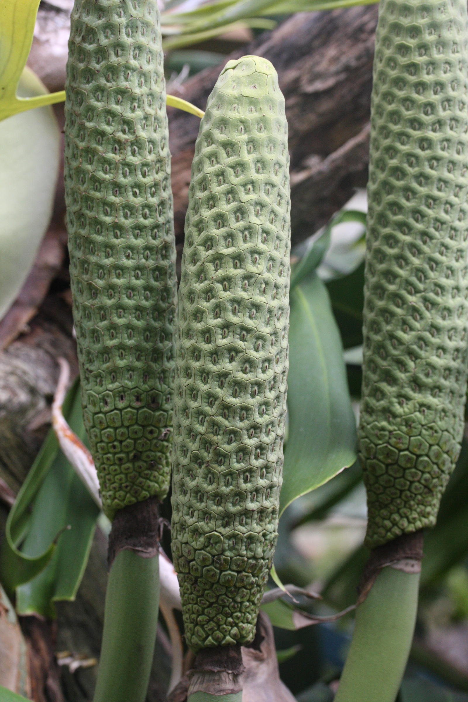 monstera_deliciosa7md