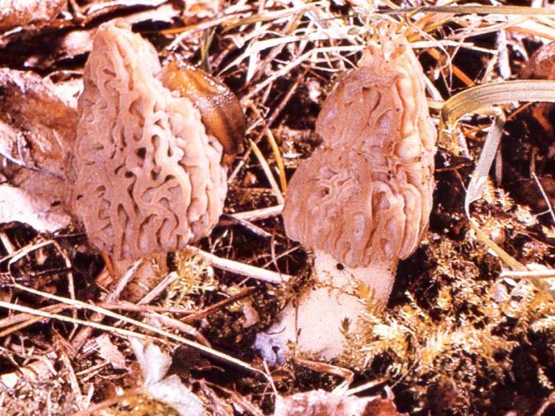 morchella_esculenta3mcf