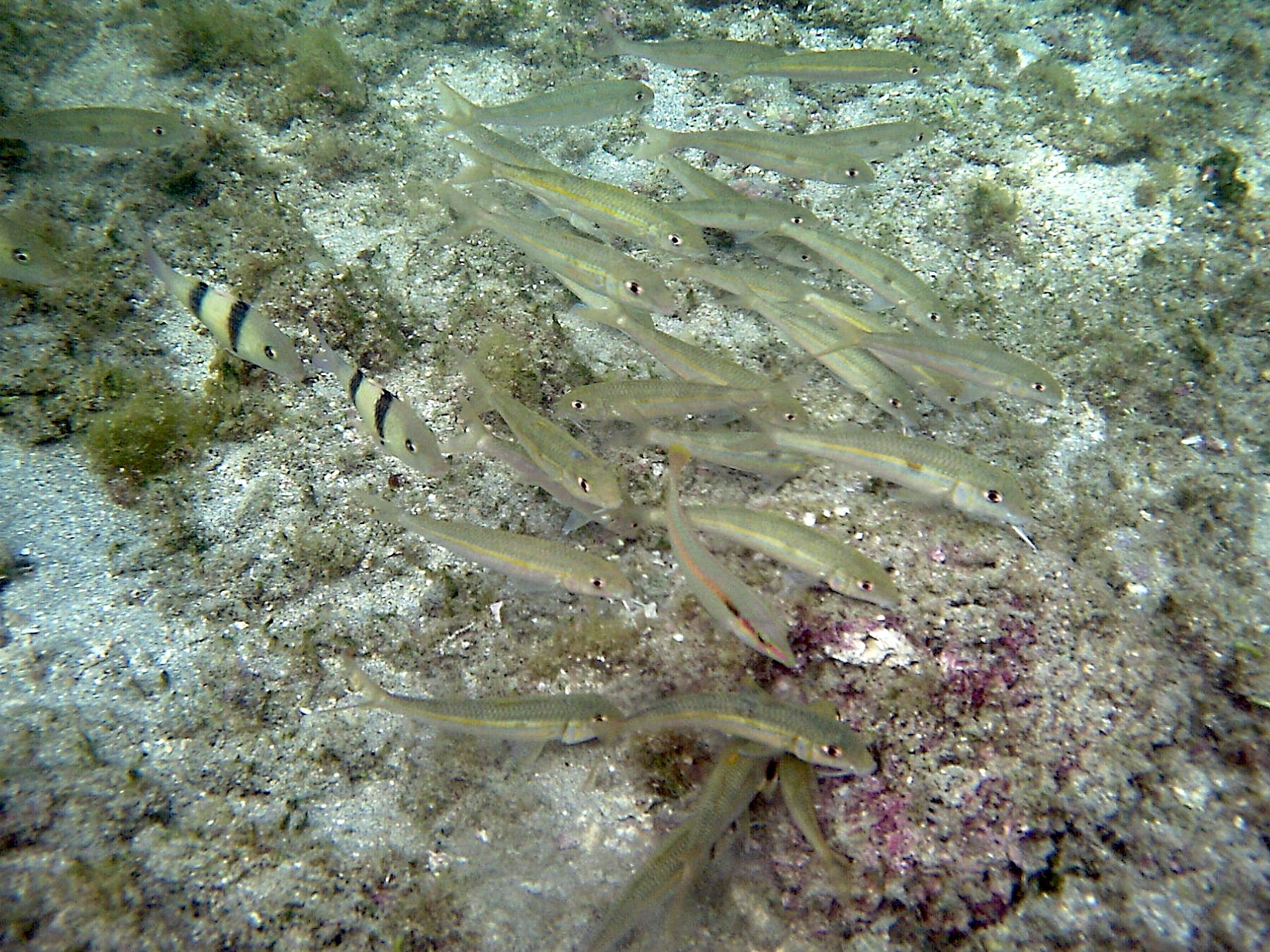 mulloidichthys_flavolineatus2bd