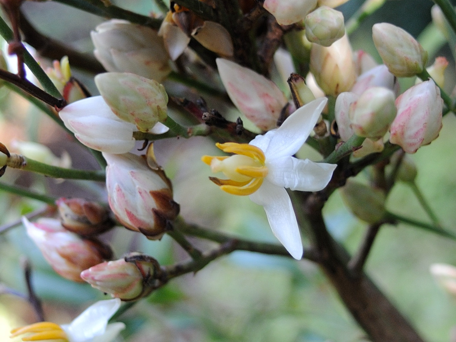 Afficher le média nandina_domestica4bmd nandina_domestica4bmd