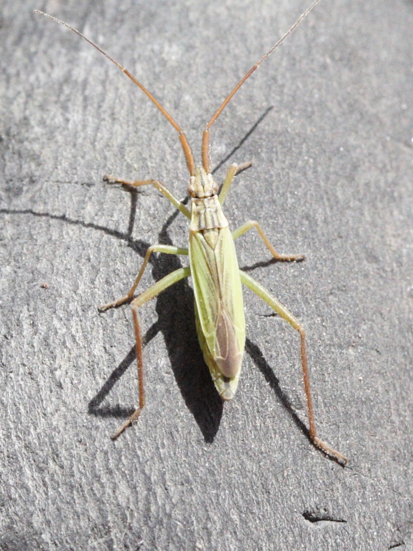 notostira_elongata1md