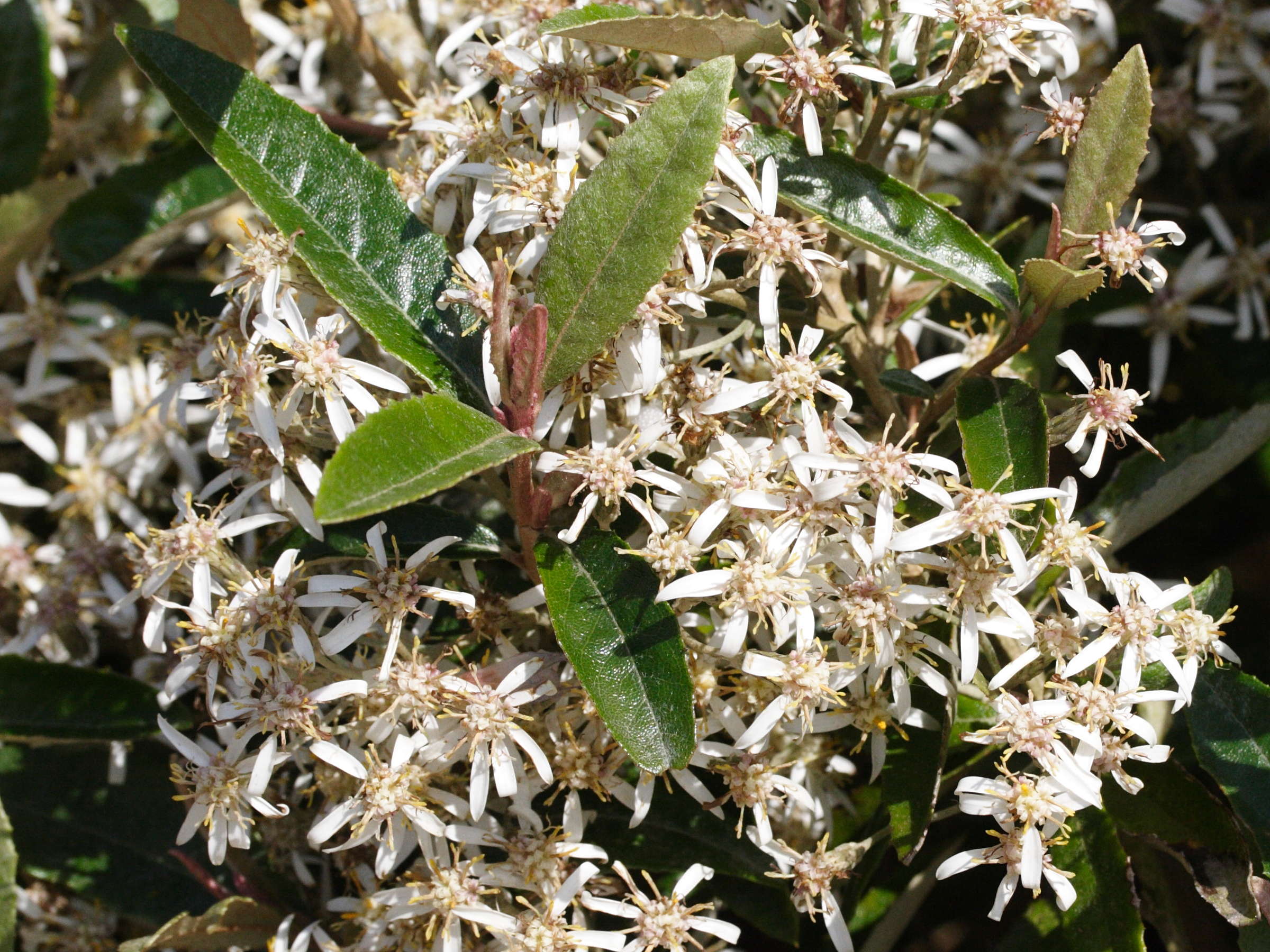 olearia_erubescens2md