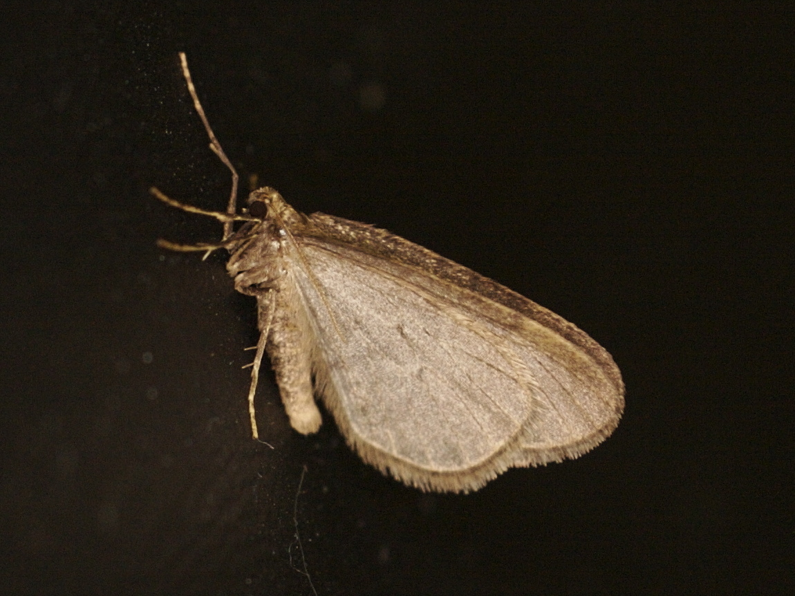 operophtera_brumata5md