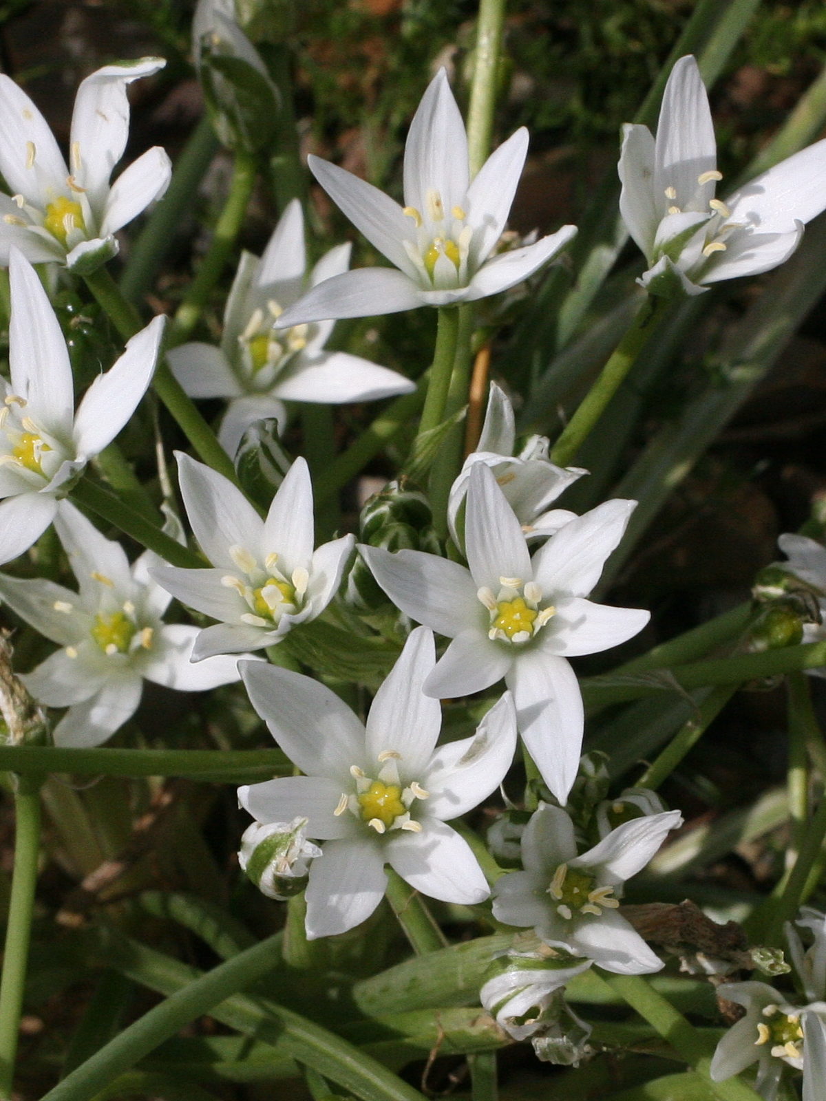 Afficher le média ornithogalum_umbellatum2md ornithogalum_umbellatum2md