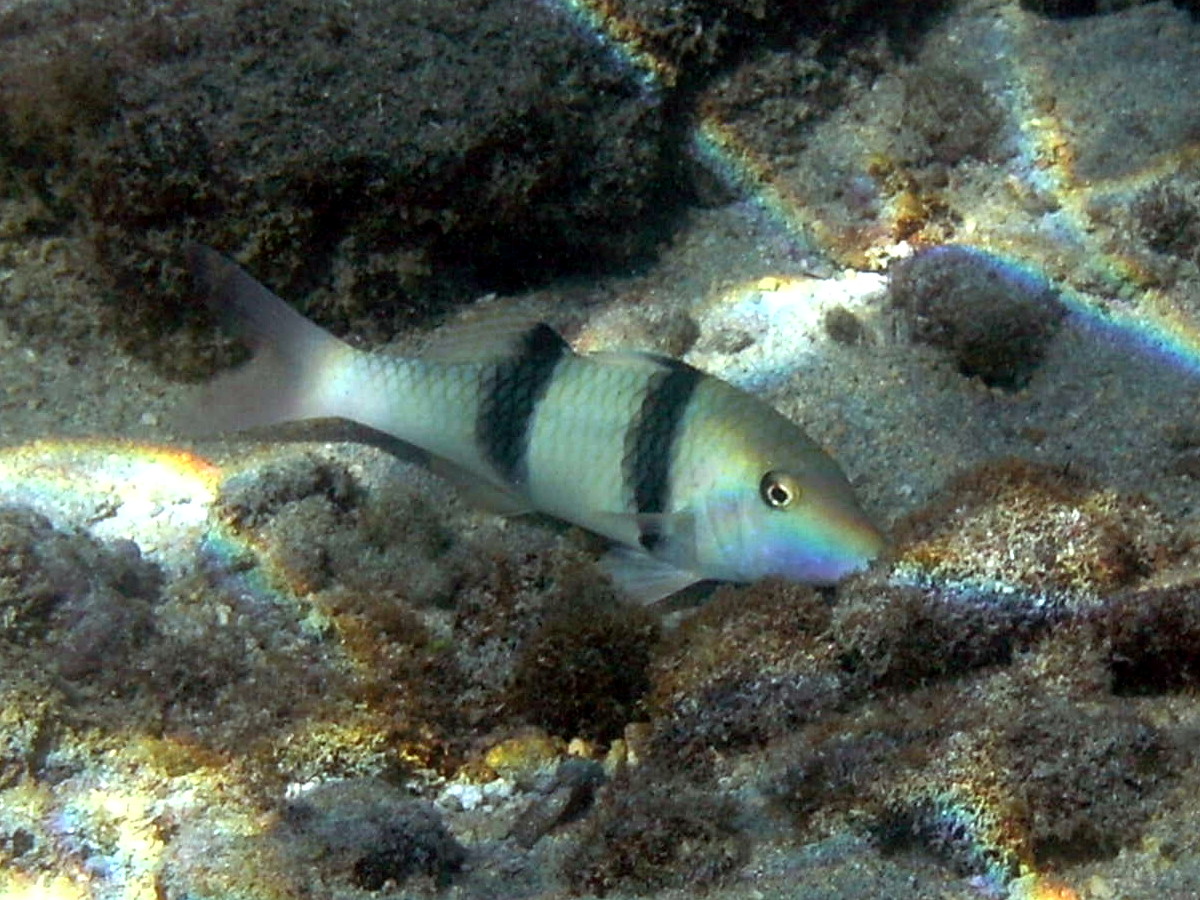 parupeneus_bifasciatus2bd