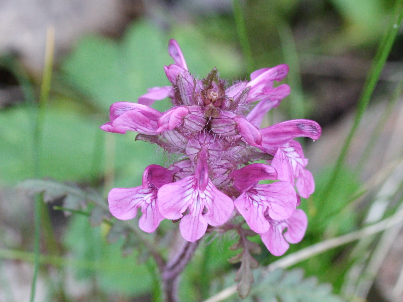 pedicularis_mixta1md