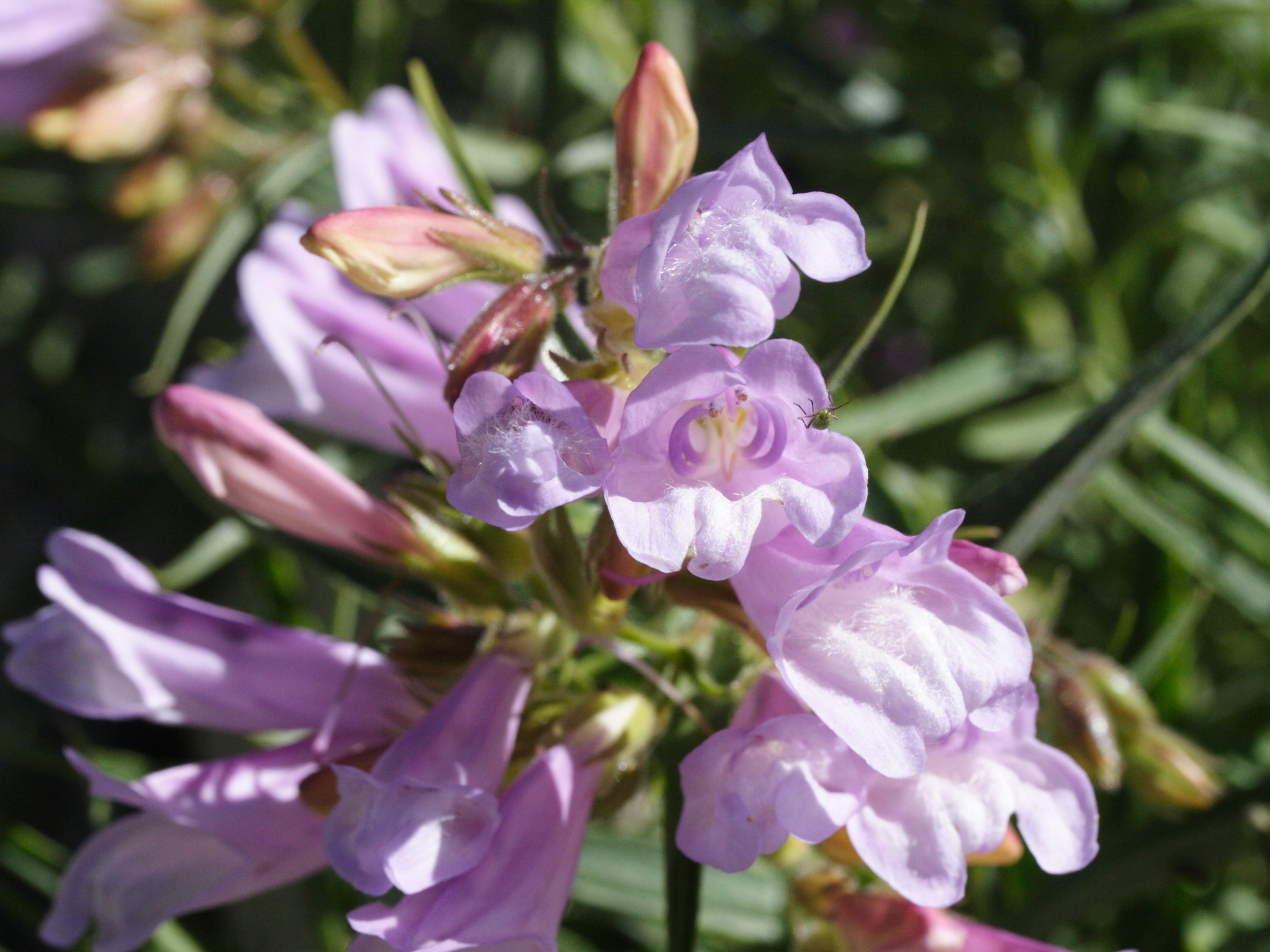 Afficher le média penstemon_lyallii2md penstemon_lyallii2md