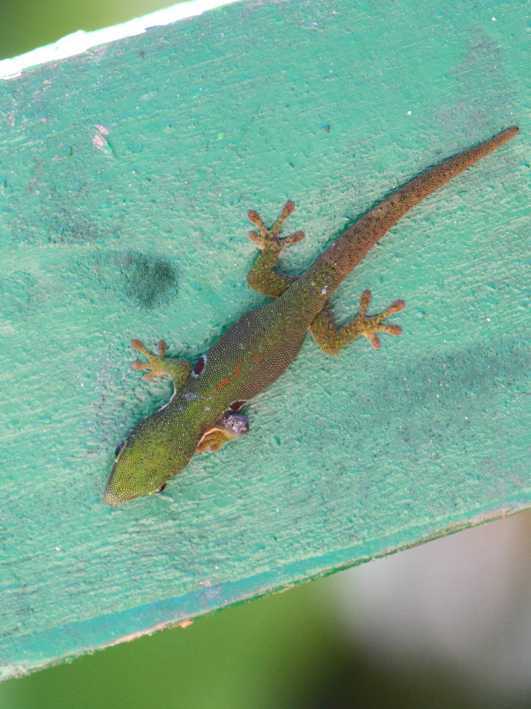 phelsuma_quadriocellata1bd