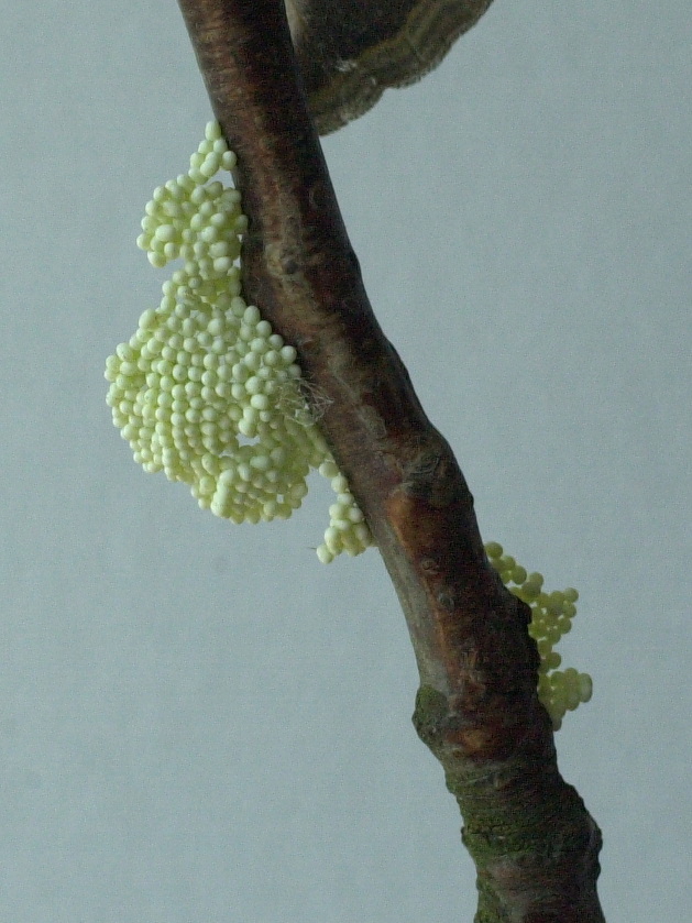 philosamia_ricini7md