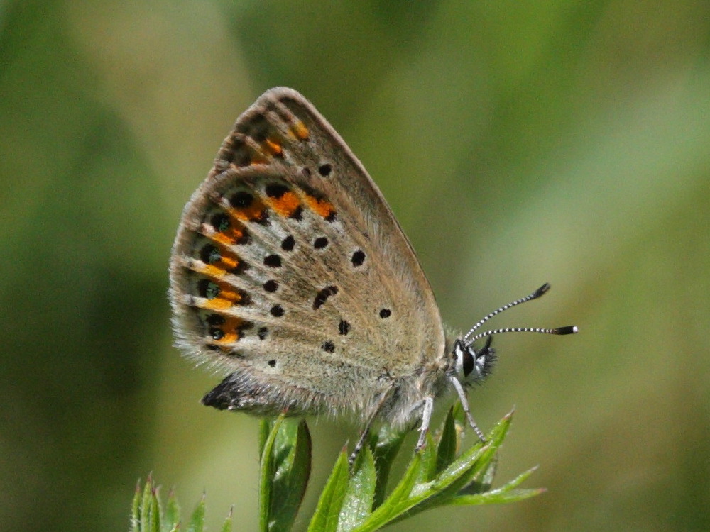plebejus_argus1bd
