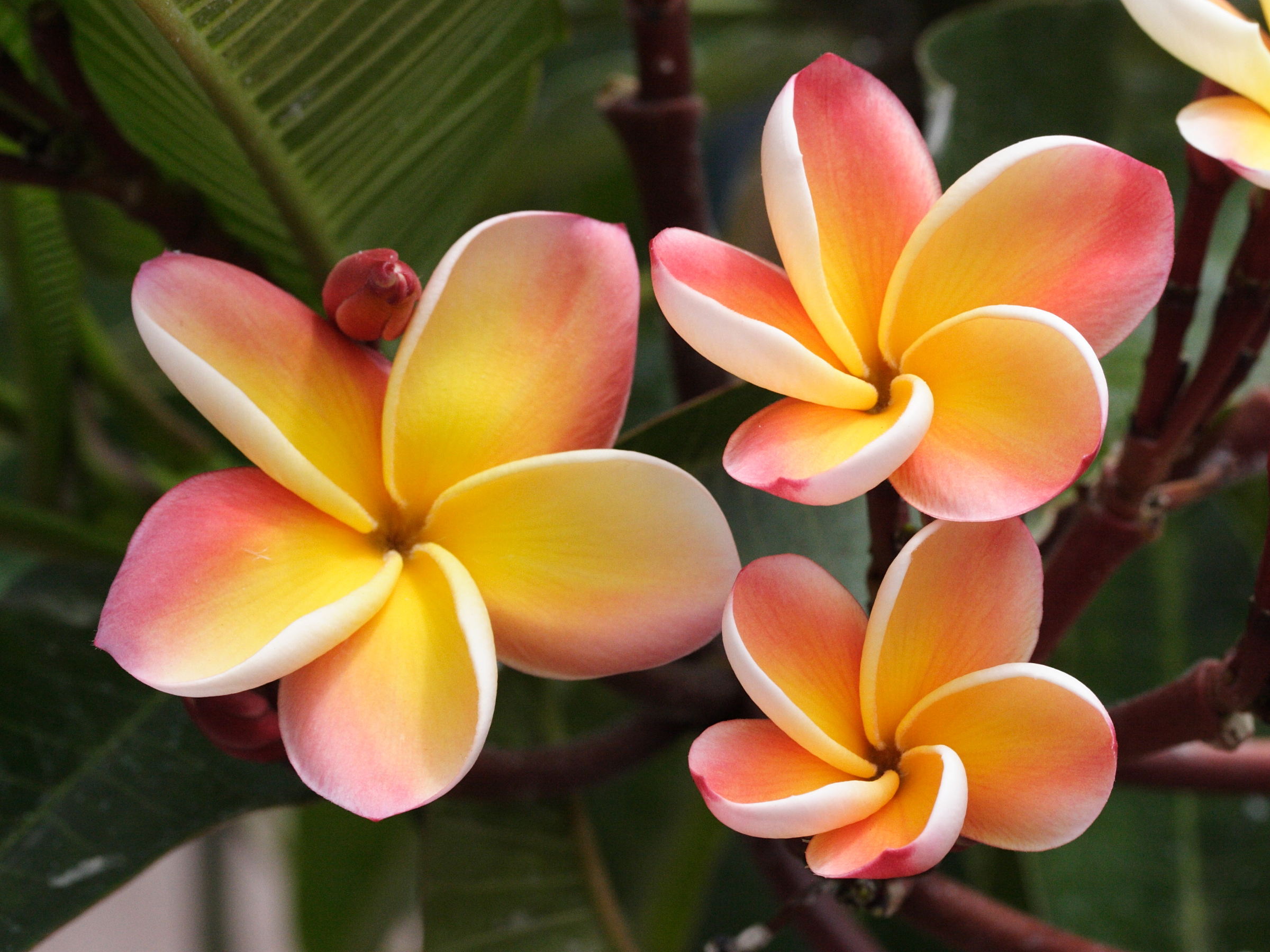plumeria_rubra4md