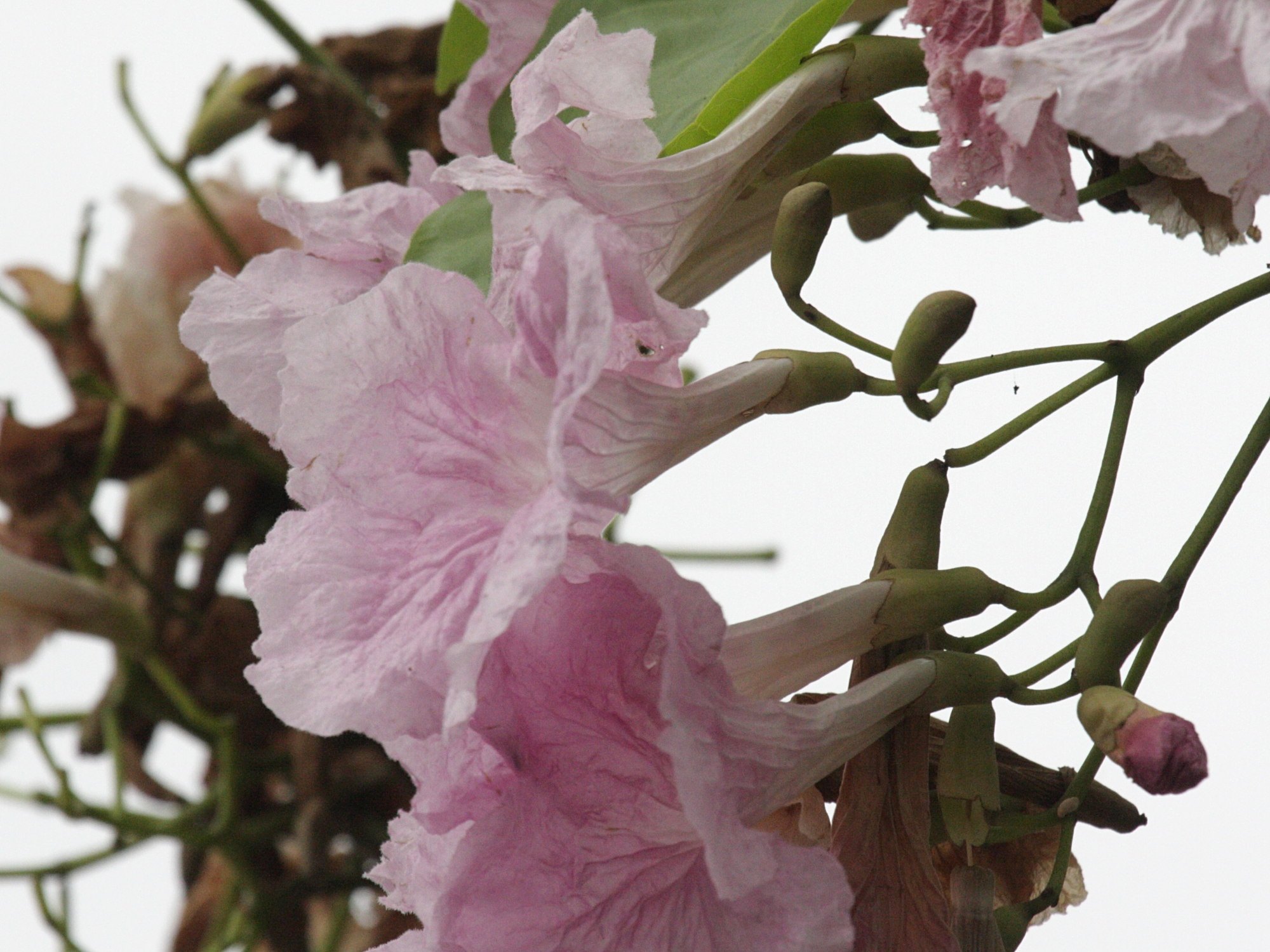 Podraena_ricasoliana