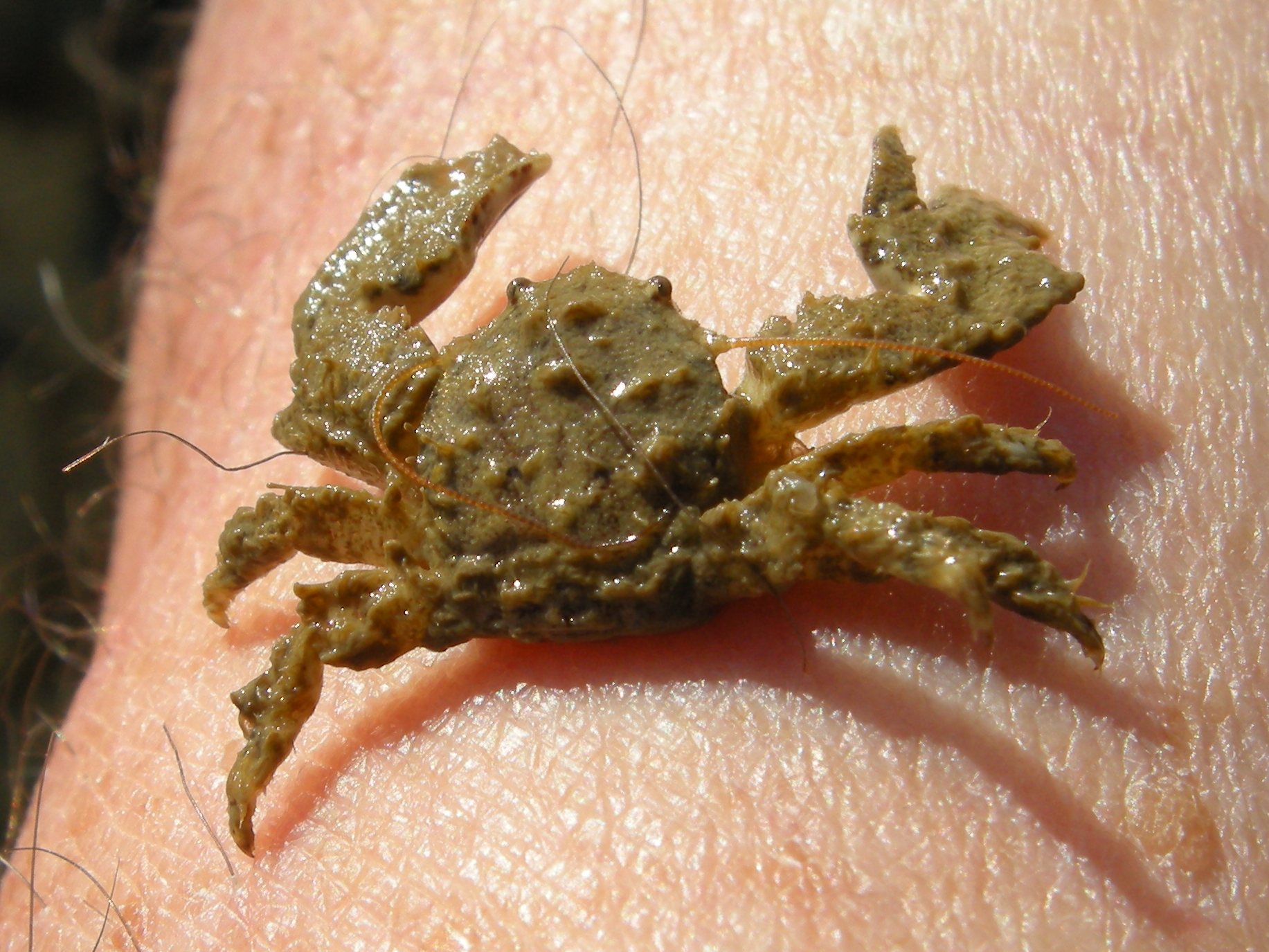 Afficher le média porcellana_platycheles4bmd porcellana_platycheles4bmd