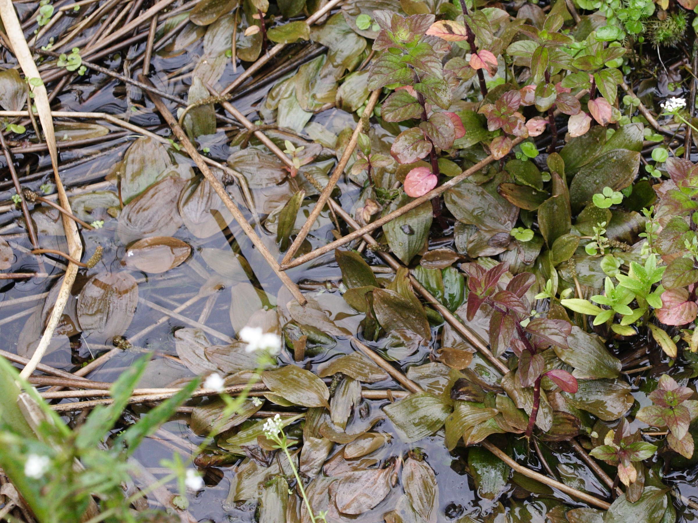 potamogeton_coloratus2md