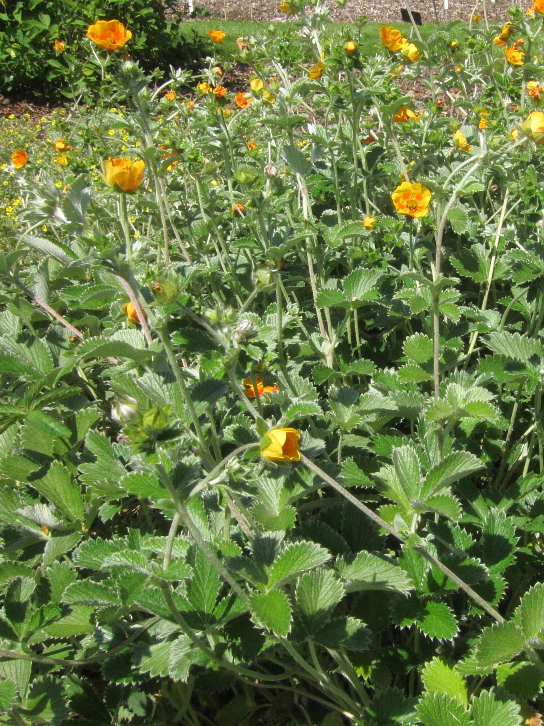 potentilla_argyrophylla2bd