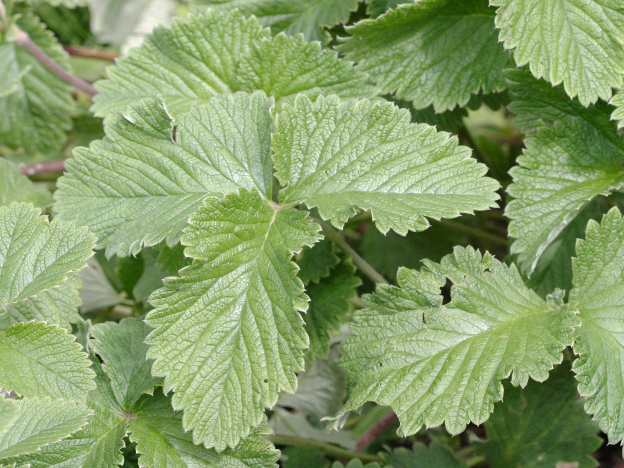 potentilla_atrosanguinea3bd