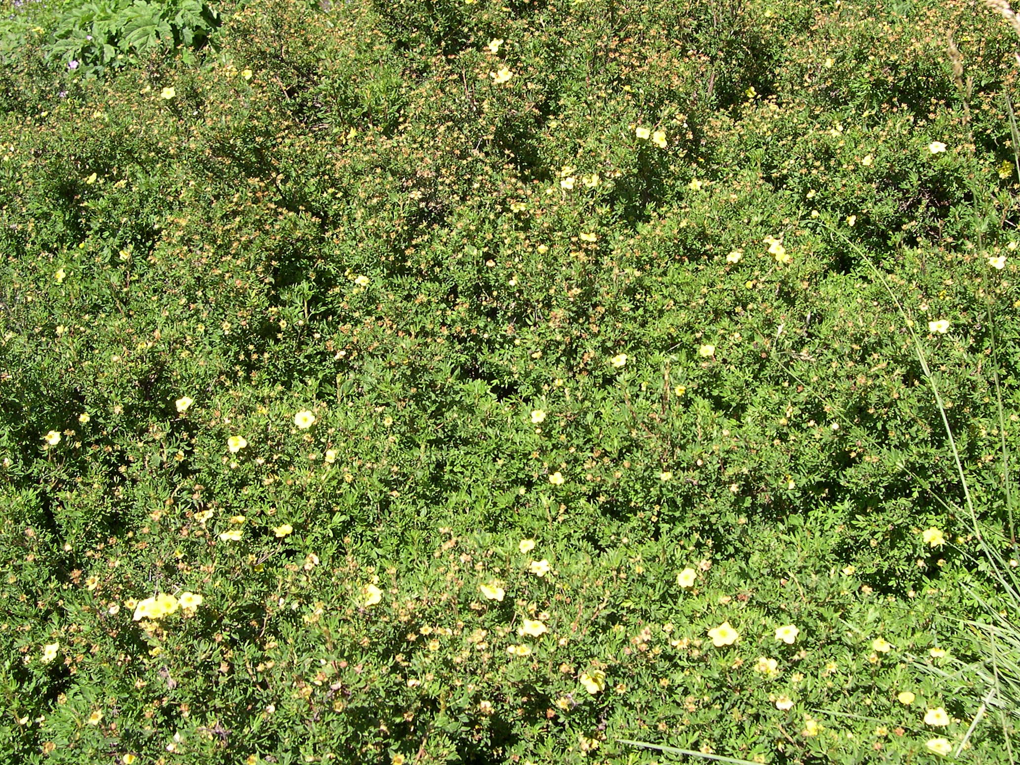 potentilla_fruticosa1amd