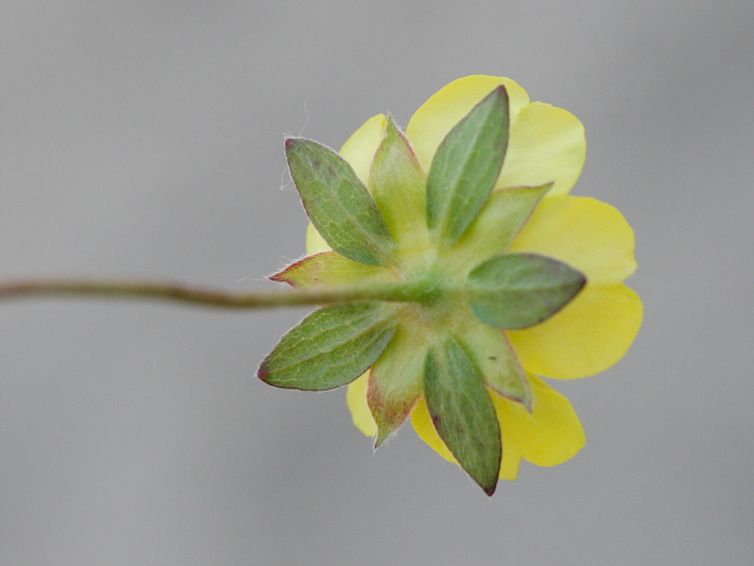 potentilla_reptans3md