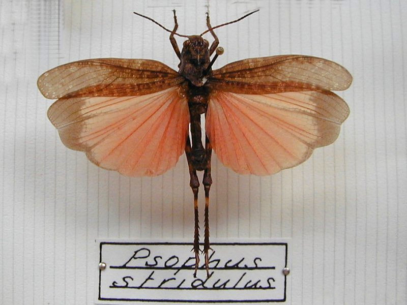 psophus_stridulus1md