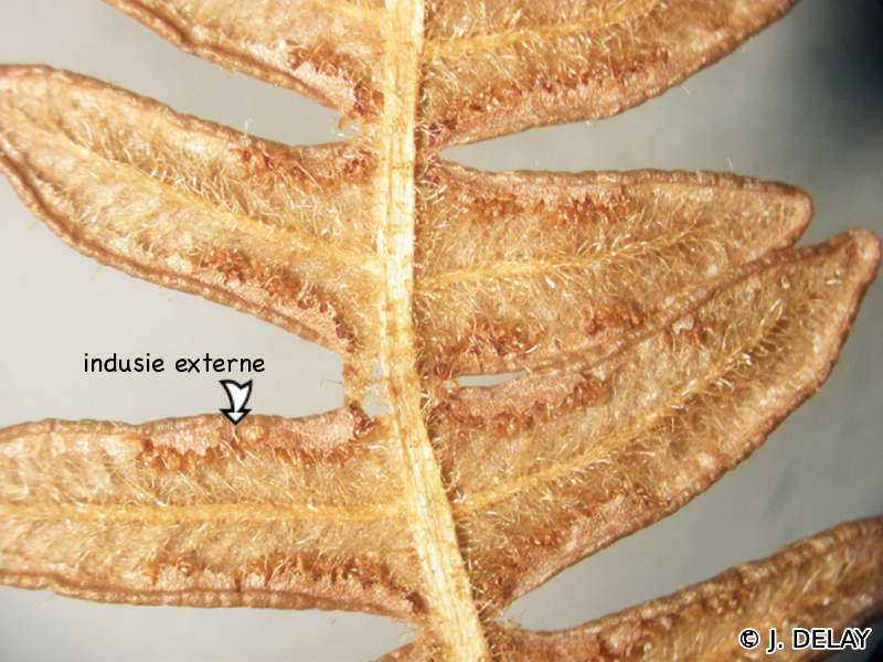 pteridium_aquilinum6jd