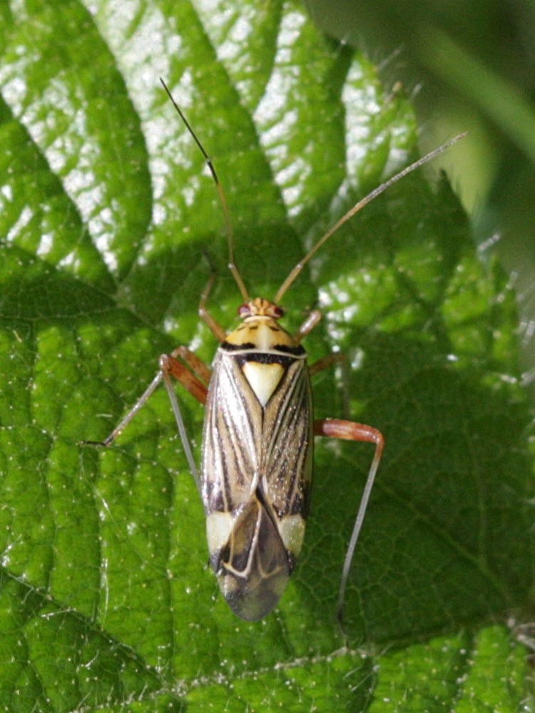 rhabdomiris_striatellus1bd