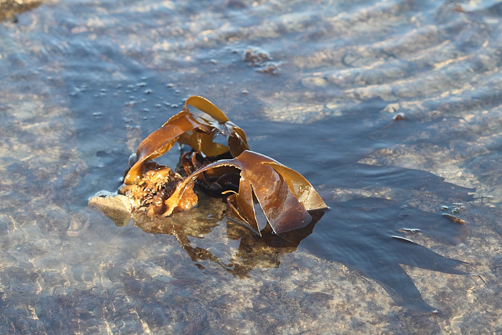 Afficher le média saccorhiza_polyschides5bd saccorhiza_polyschides5bd