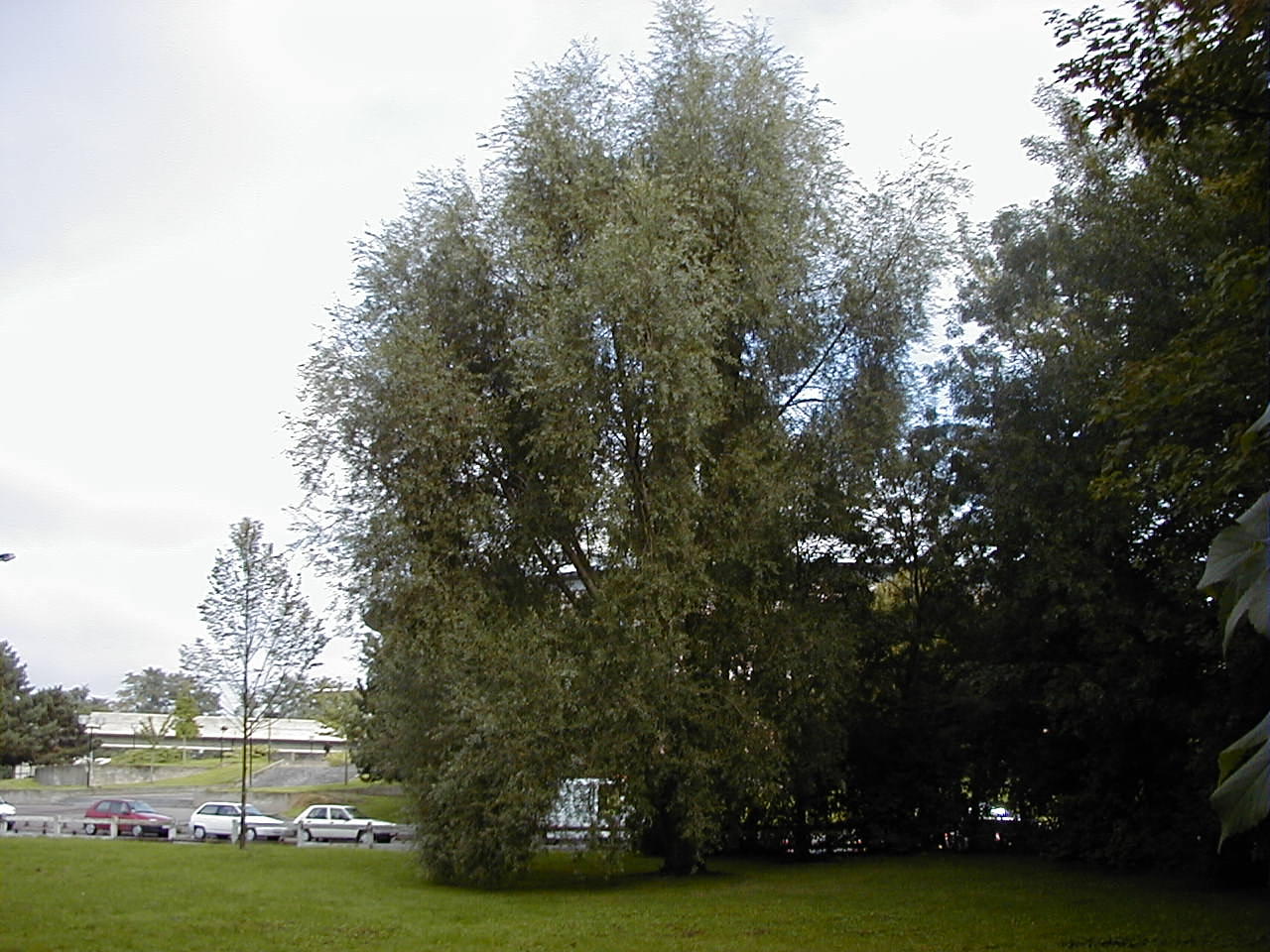 salix_alba1md