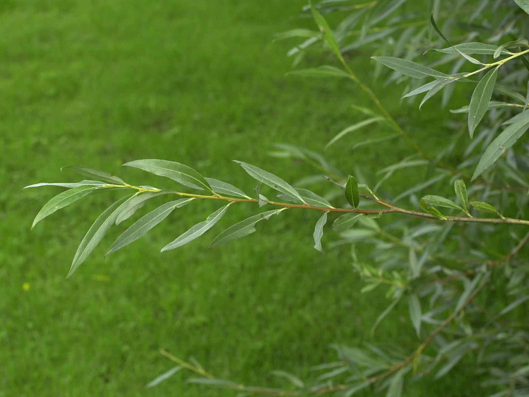 salix_alba3md