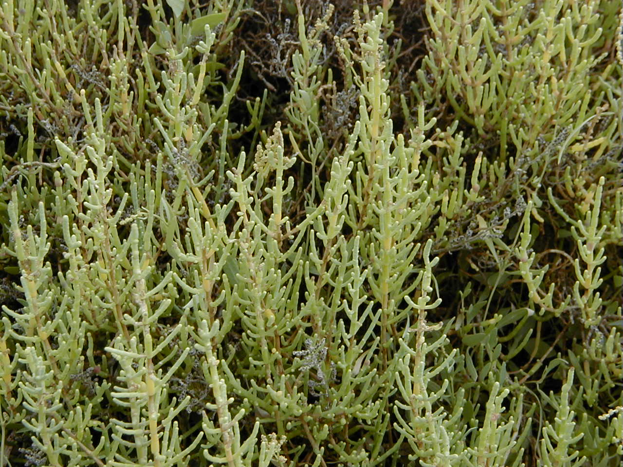 Afficher le média sarcocornia_fruticosa2md sarcocornia_fruticosa2md