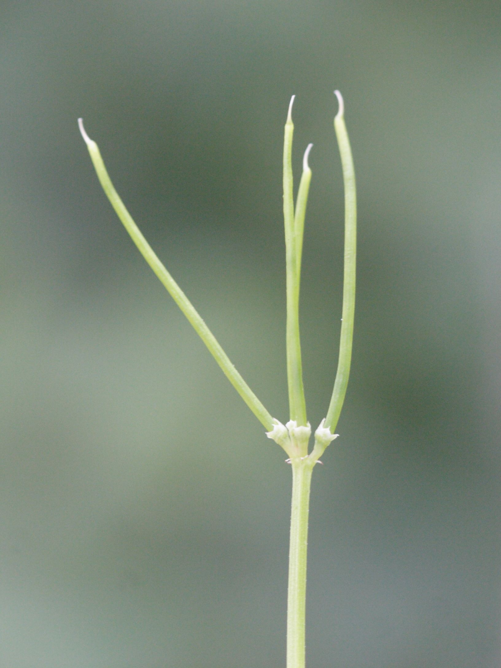 securigera_cretica3md