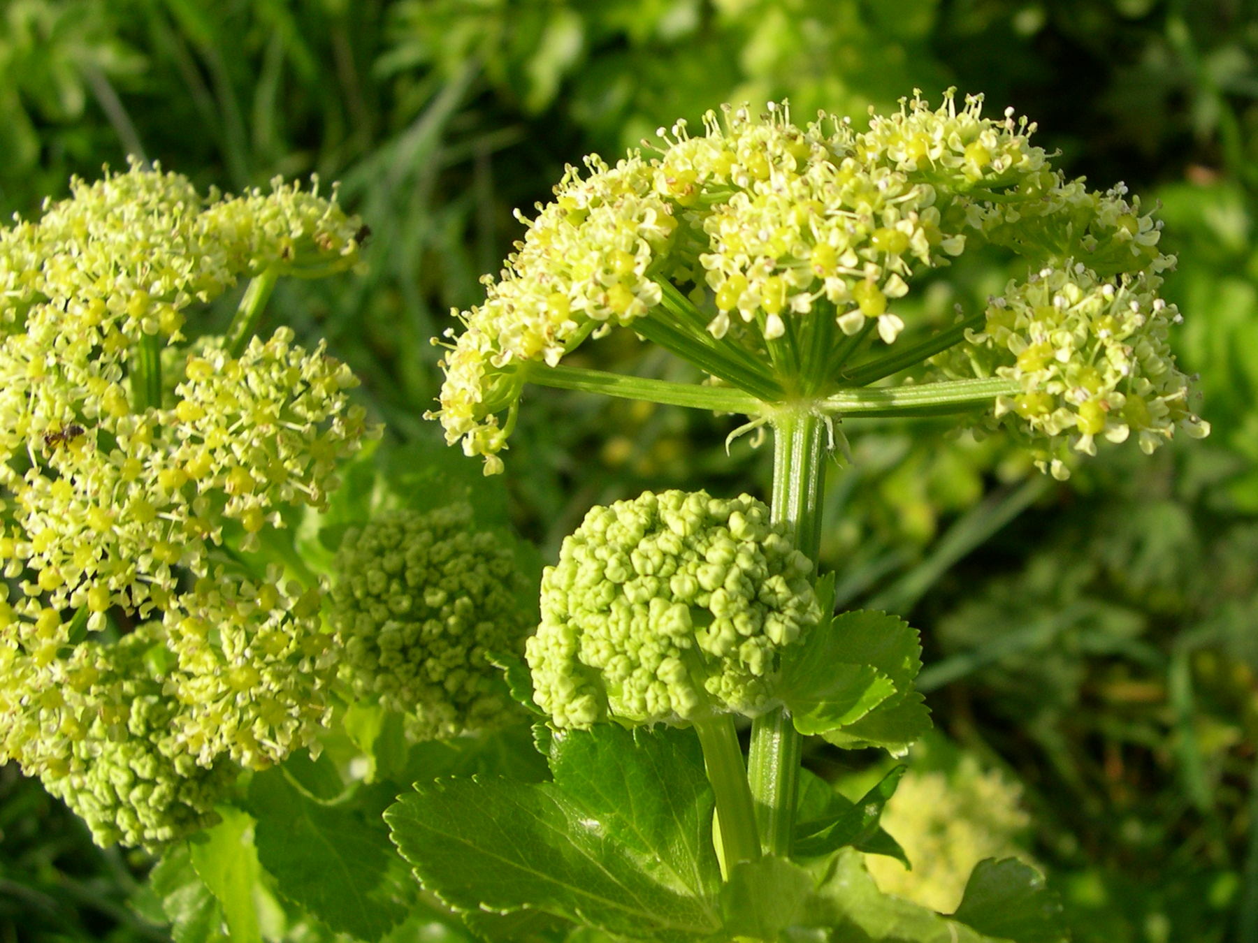 smyrnium_olusatrum3md