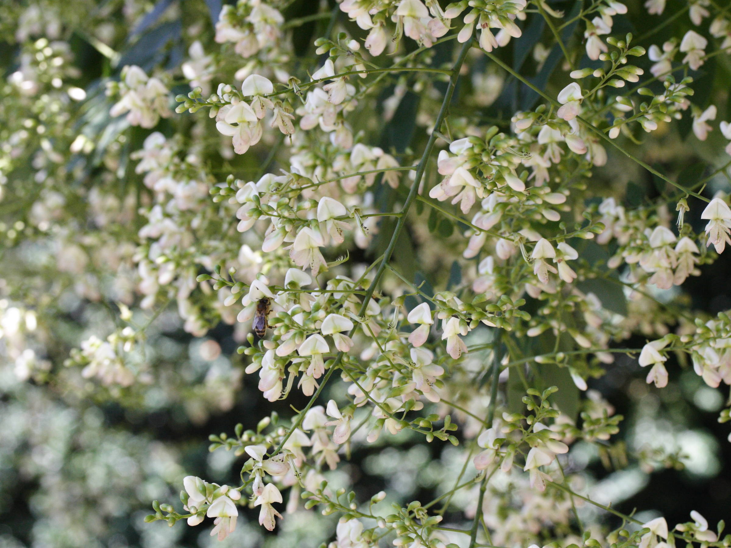 Afficher le média sophora_japonica5md sophora_japonica5md