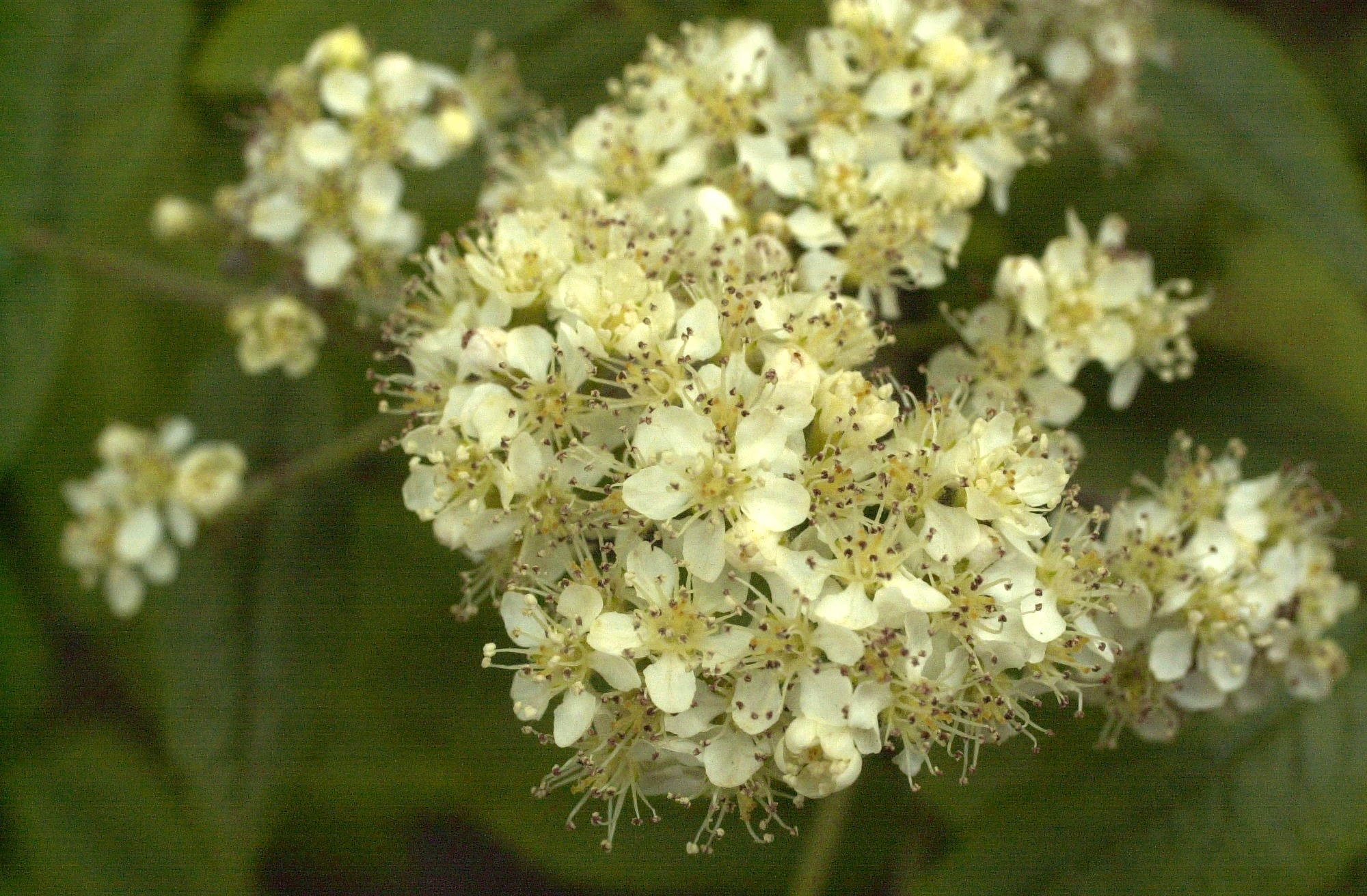 sorbus_aucuparia2bbd