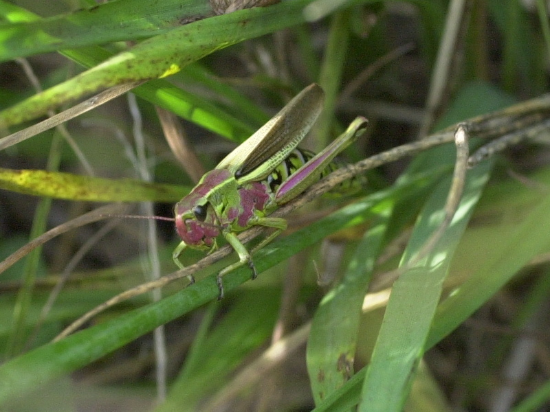 stethophyma_grossum1md