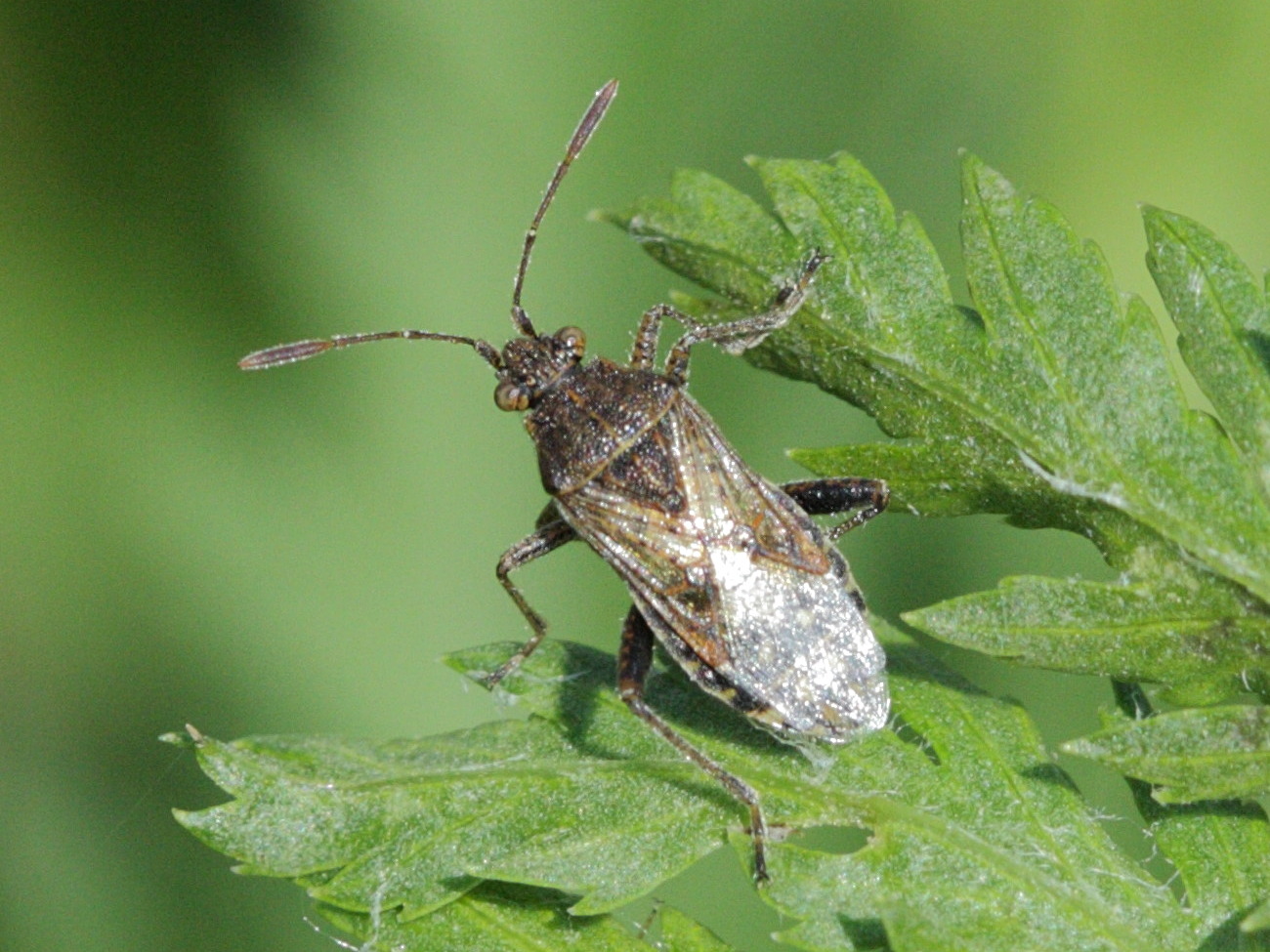 Stictopleurus_punctatonervosus