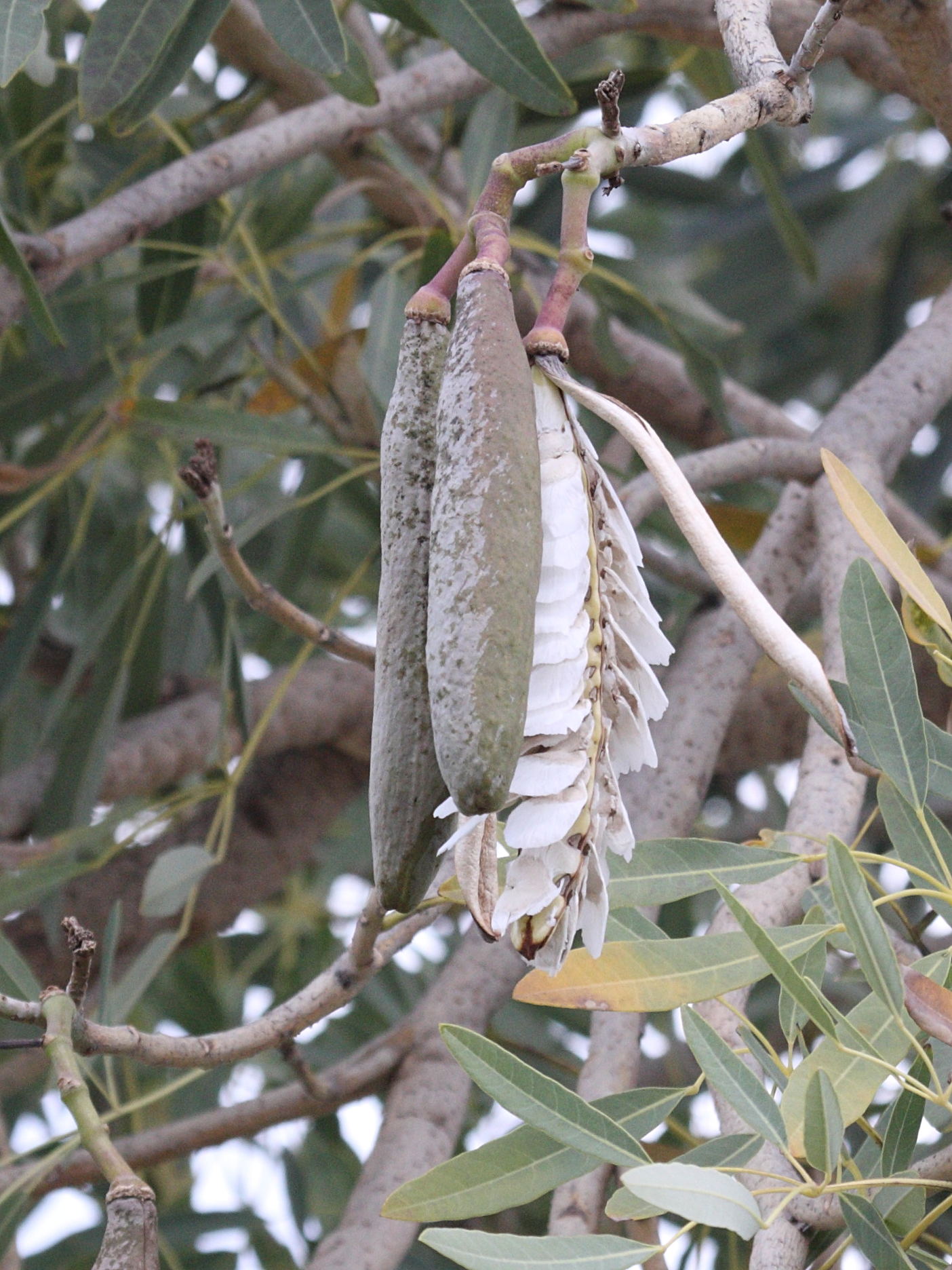 tabebuia_argentea6bd