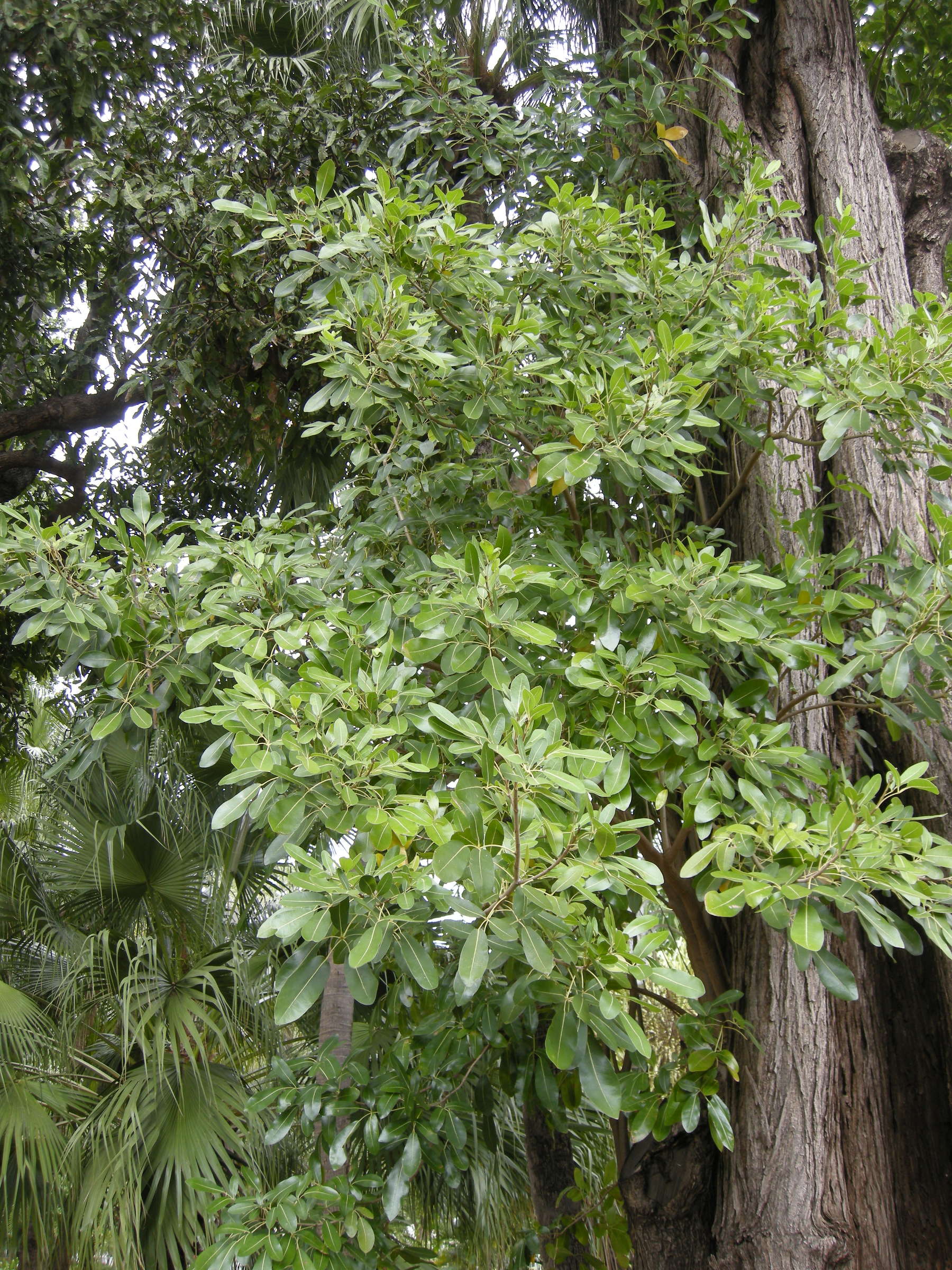 tabebuia_heterophylla7md