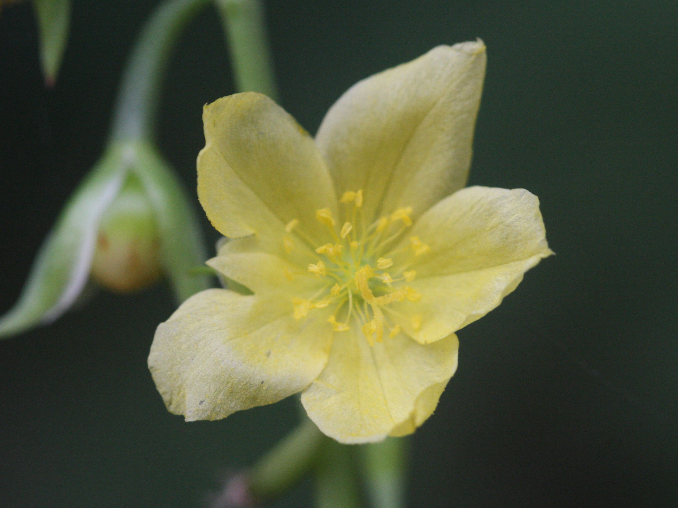 talinum_fruticosum2md