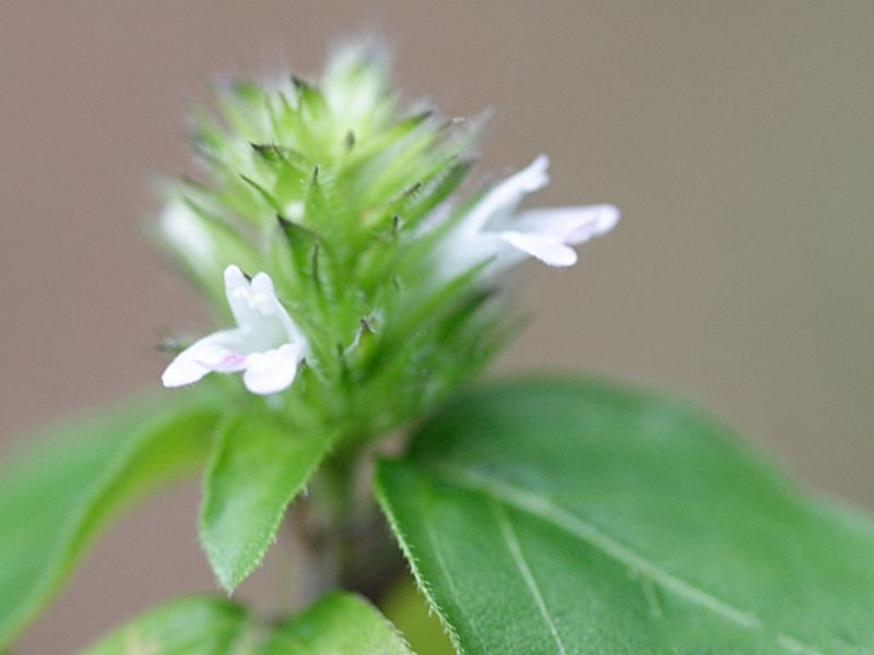 tellostachys_alopecuroides3md