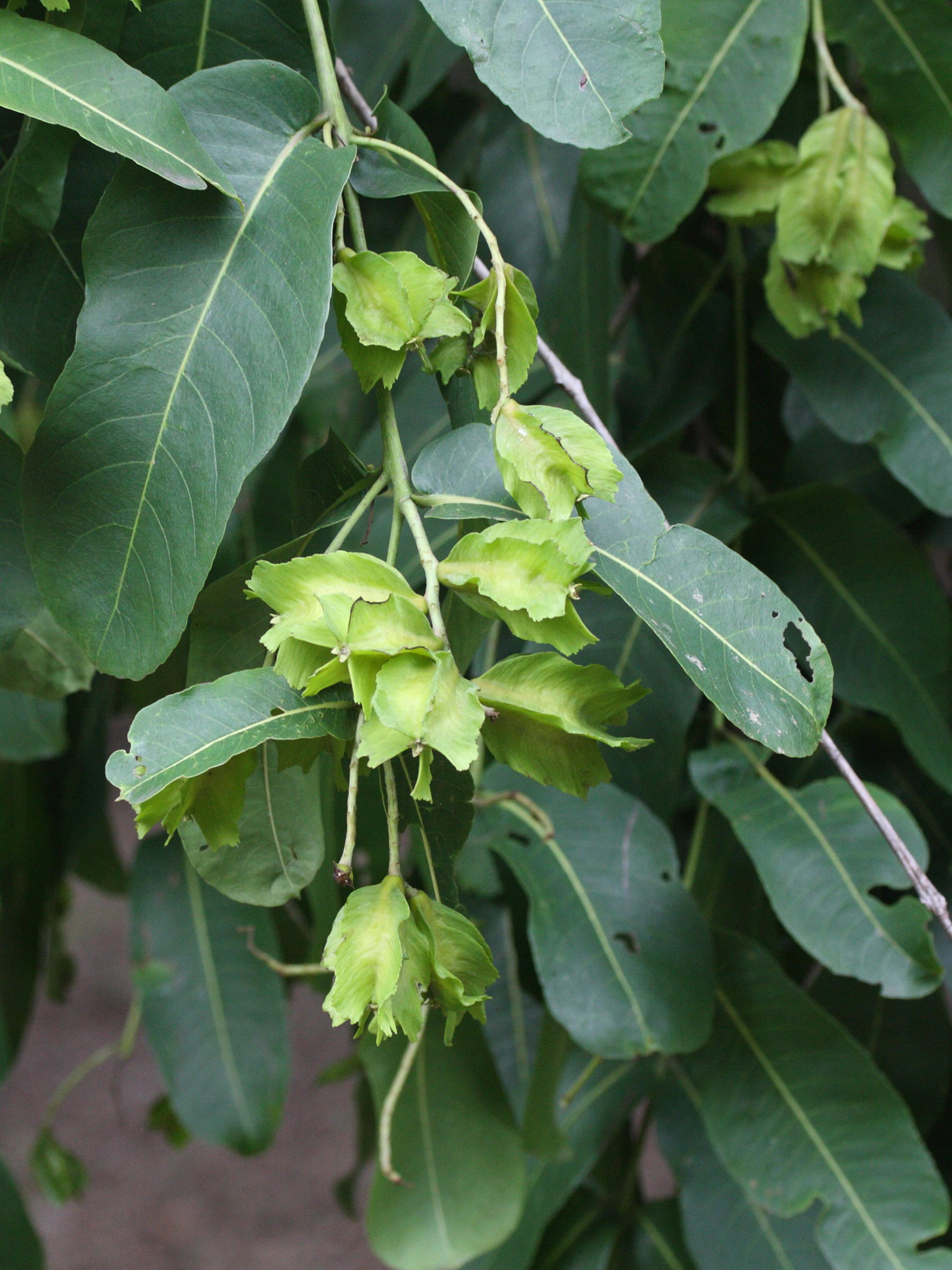 terminalia_arjuna2md