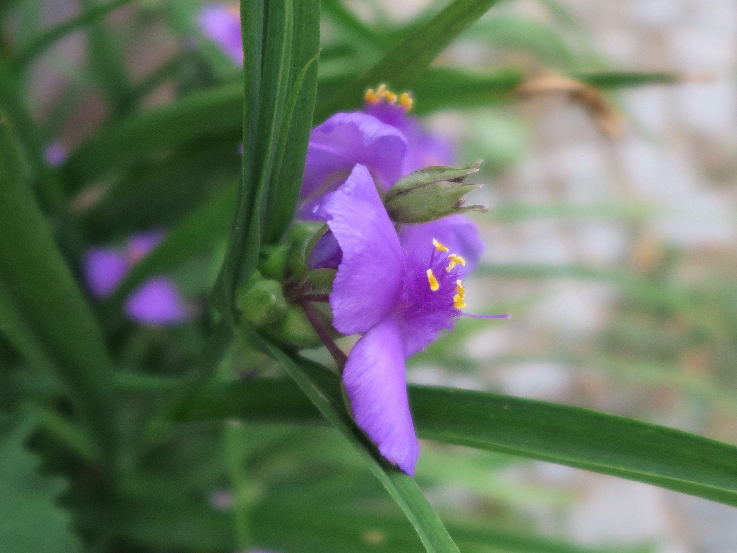 tradescantia_virginiana4md