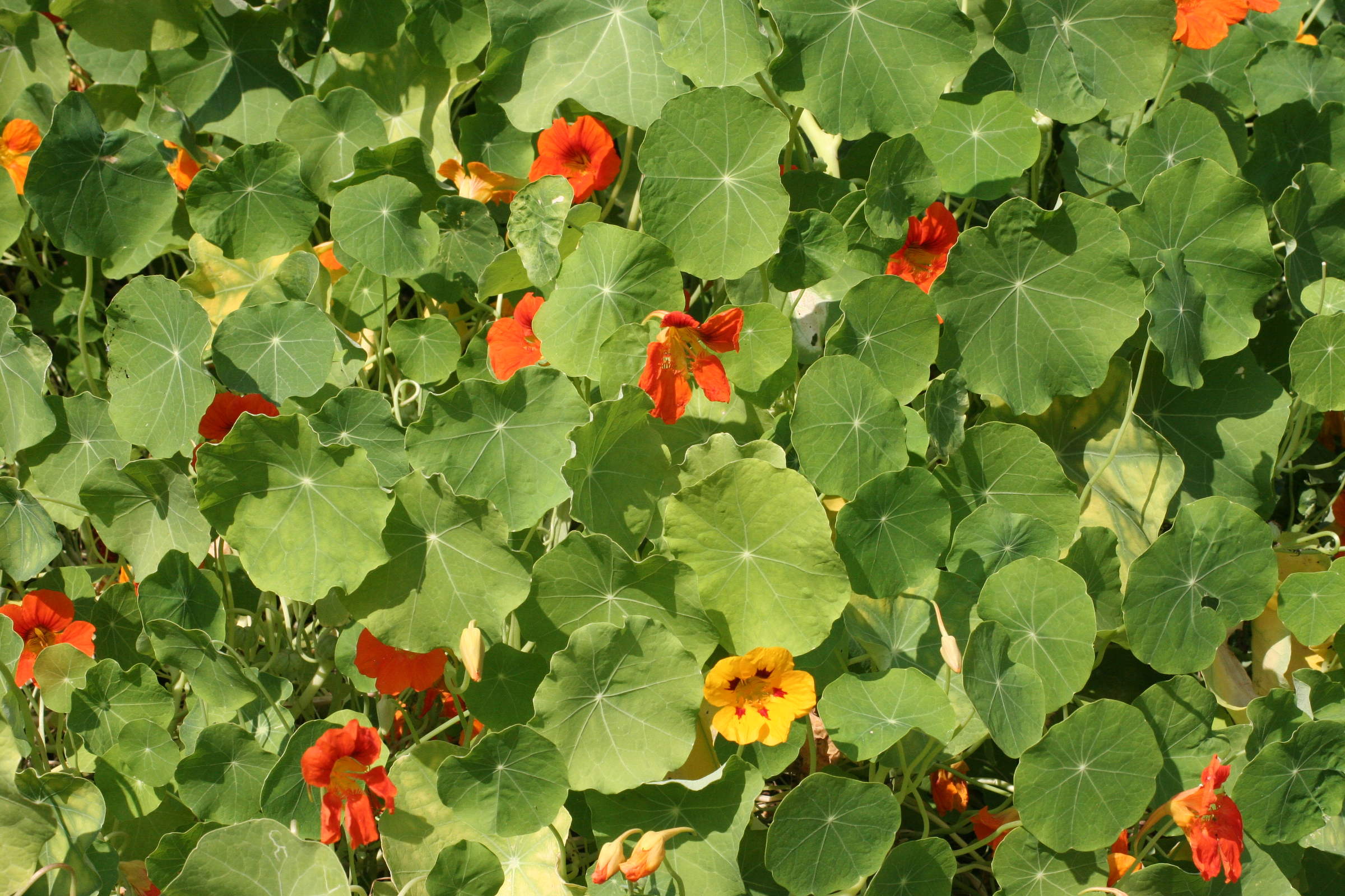 tropaeolum_majus2md