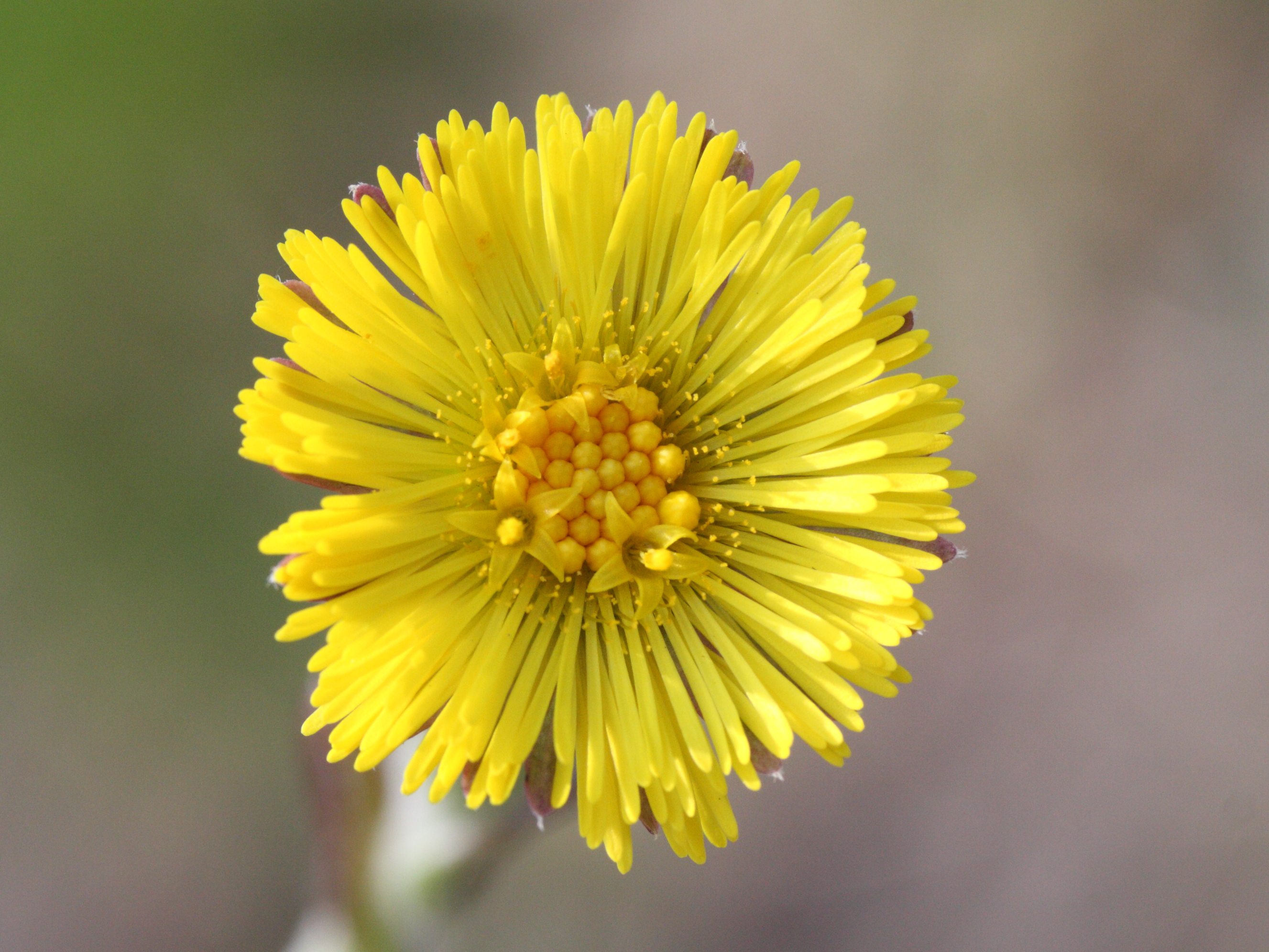 tussilago_farfara3md