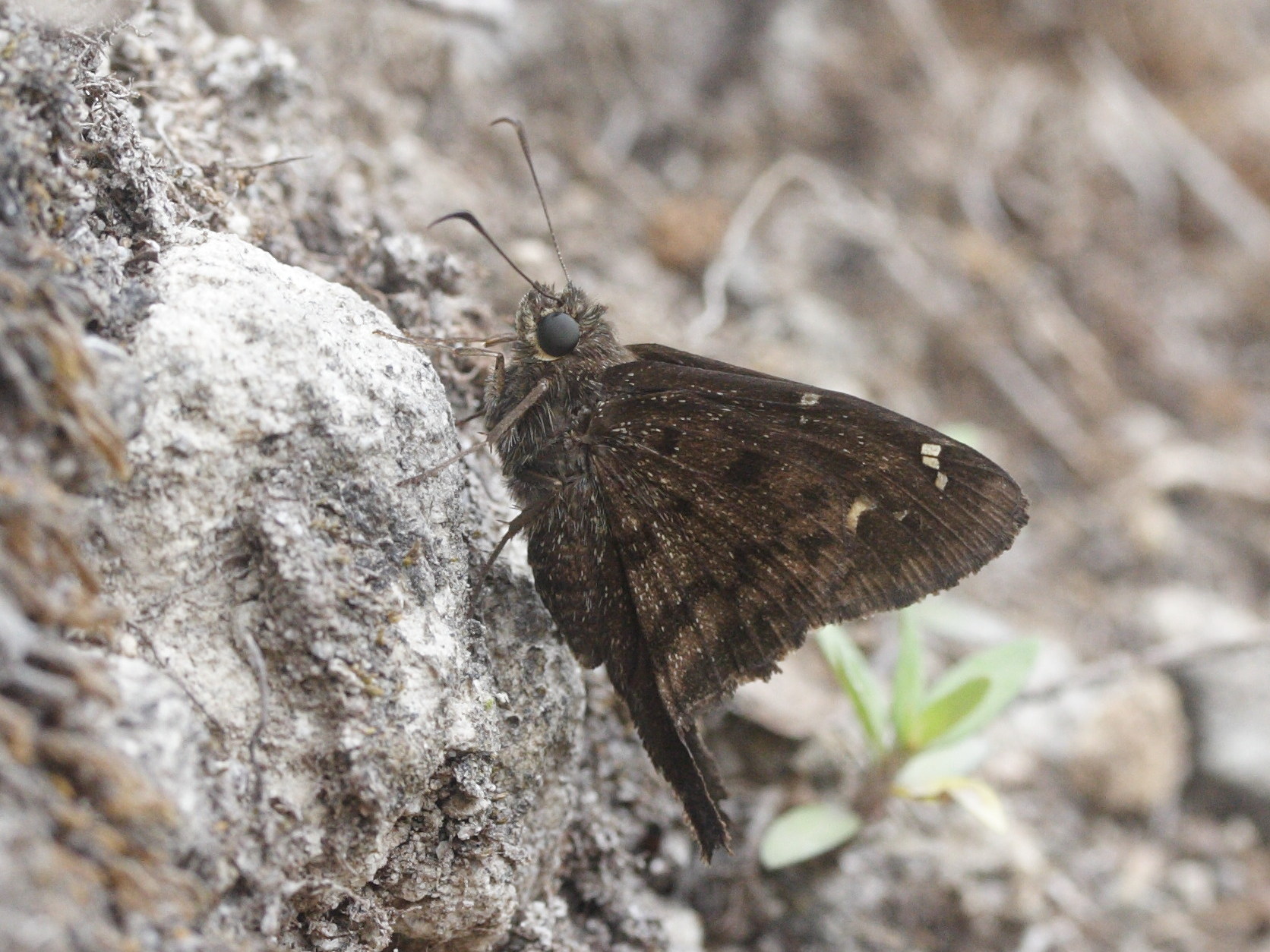 urbanus_dorantes_obscurus5md