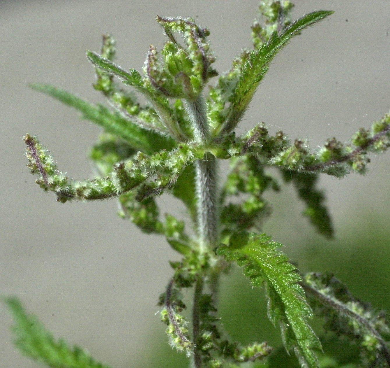 urtica_dioica4md