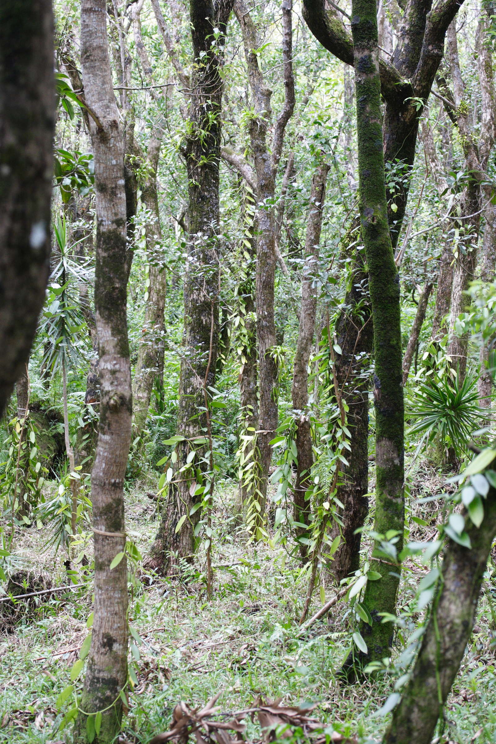 vanilla_planifolia5md