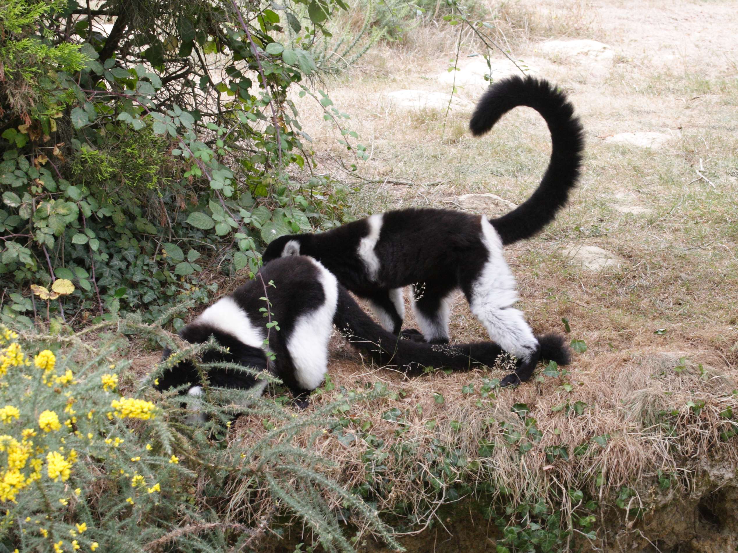 varecia_variegata_subcincta1md