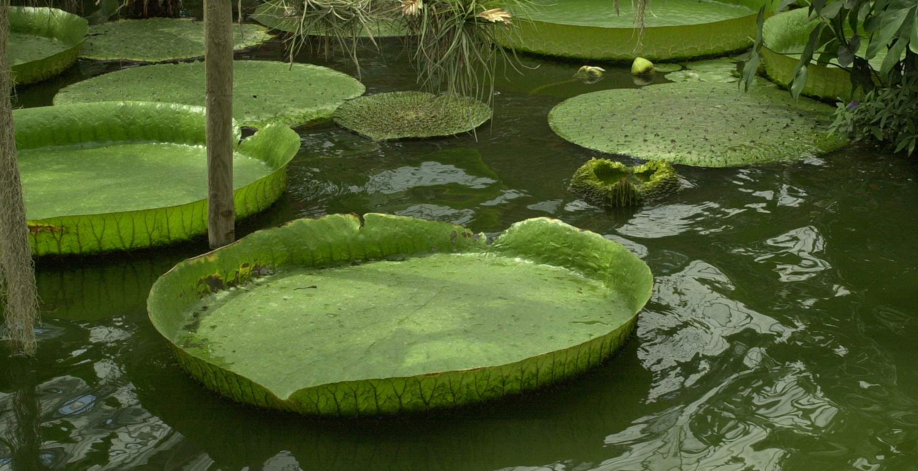 Afficher le média victoria_cruziana2md victoria_cruziana2md