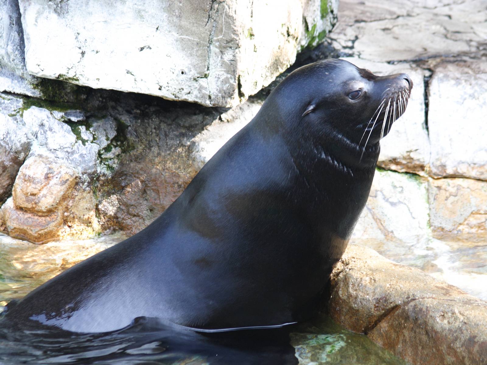 zalophus_californianus6sd