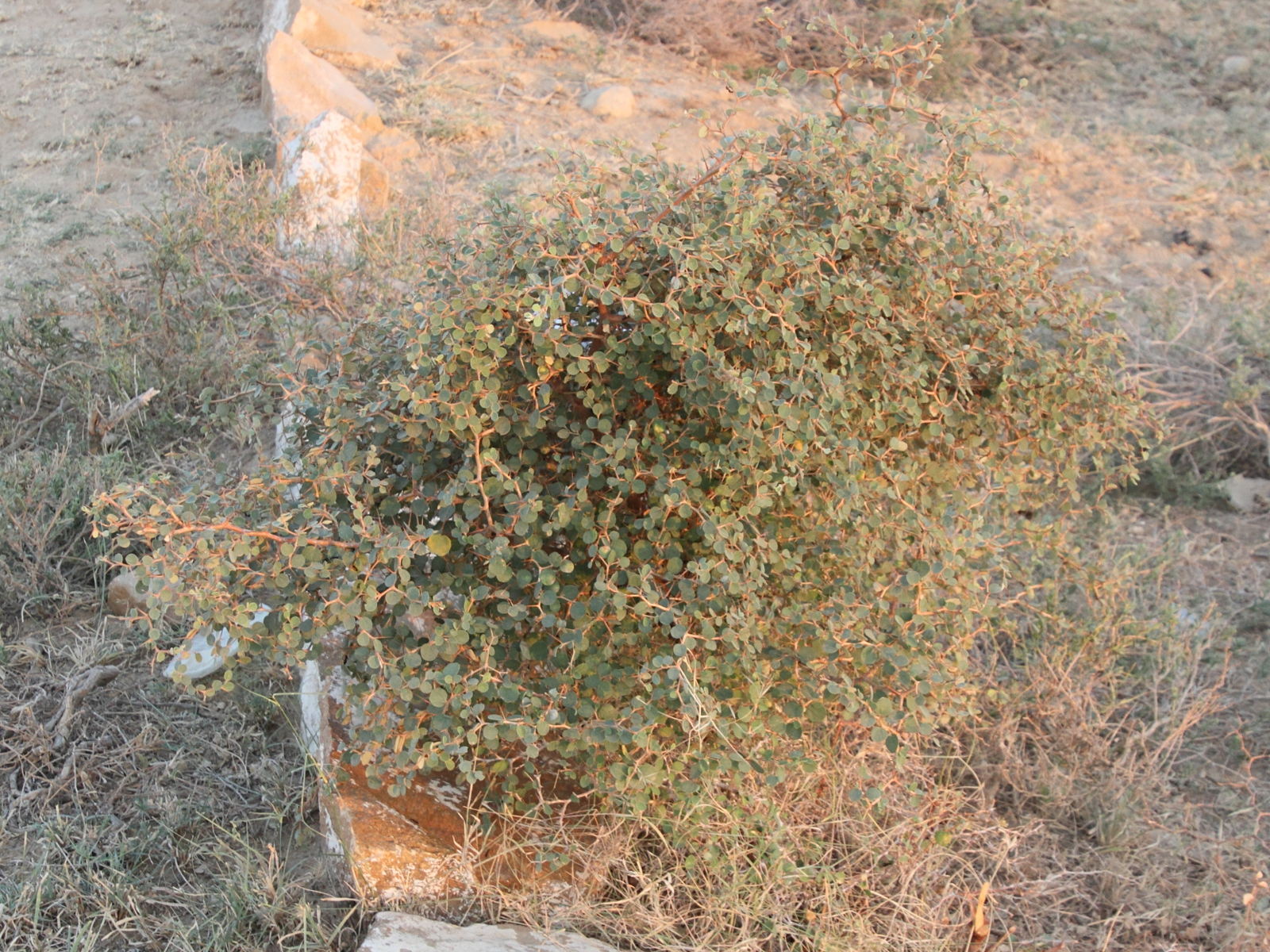 ziziphus_nummularia1md